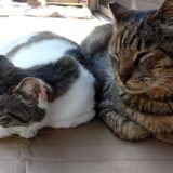 ミルク、今までありがとう